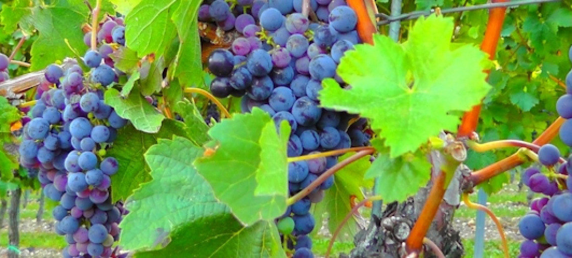 Németvárosi szüret és szüreti sváb bál