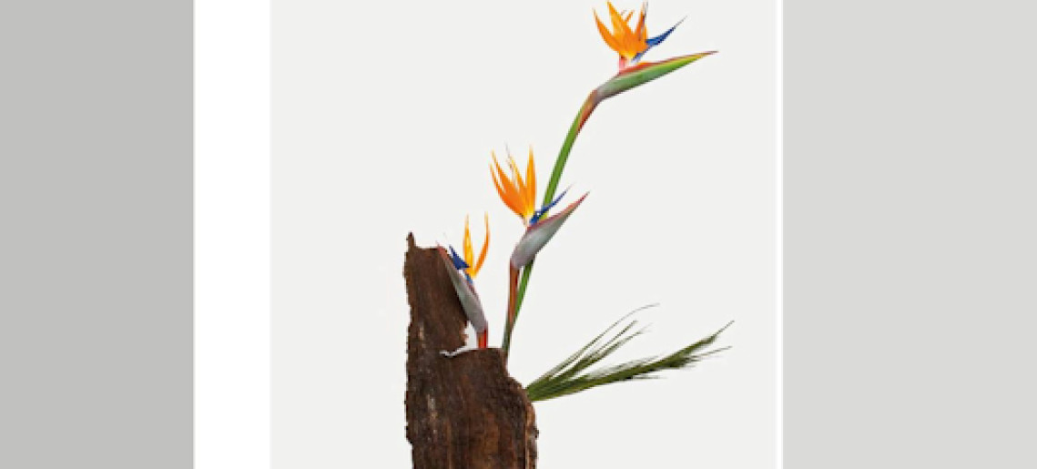 Dr. Tőkés Zoltán: Sogetsu – szabadon - kiállítás