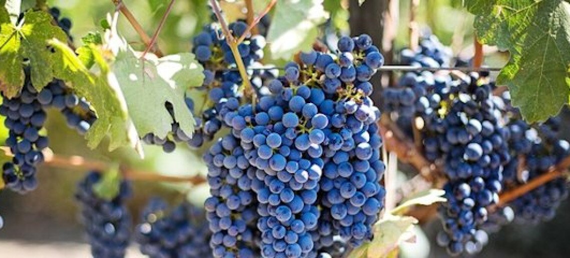 47. Városi Borverseny