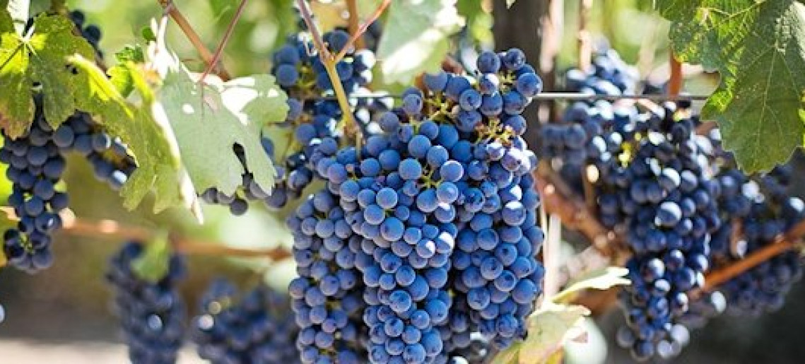 45. Városi borverseny