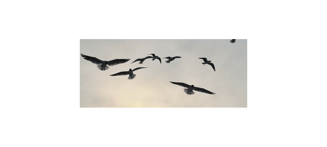 Rácsok nélkül szabadon - kiállítás