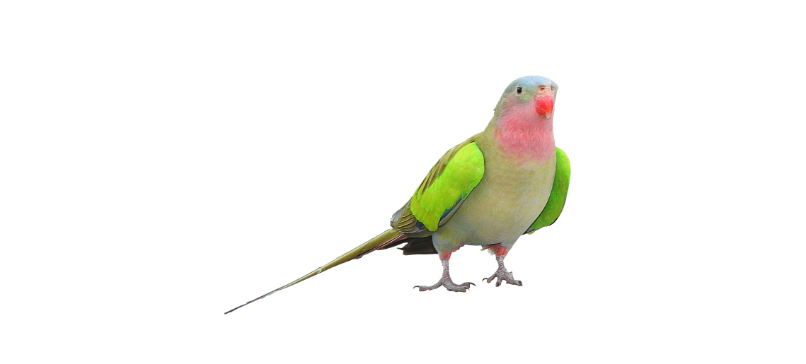 Díszmadár Fesztivál