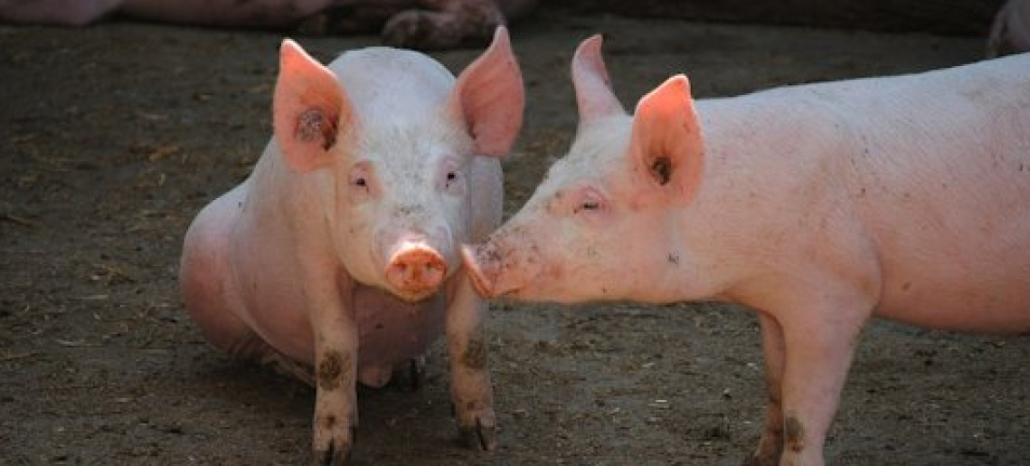 Németvárosi disznótor és maszkázás