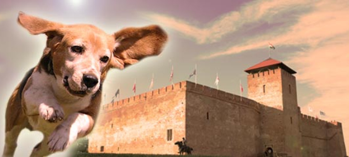 XVIII. Medivid Agility Kupa és IX. ParAgility Kupa