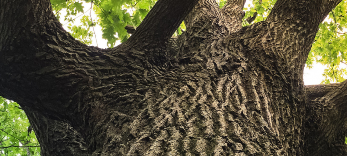 Városból a természetbe - a Mályvádi erdő csodája kerékpártúra