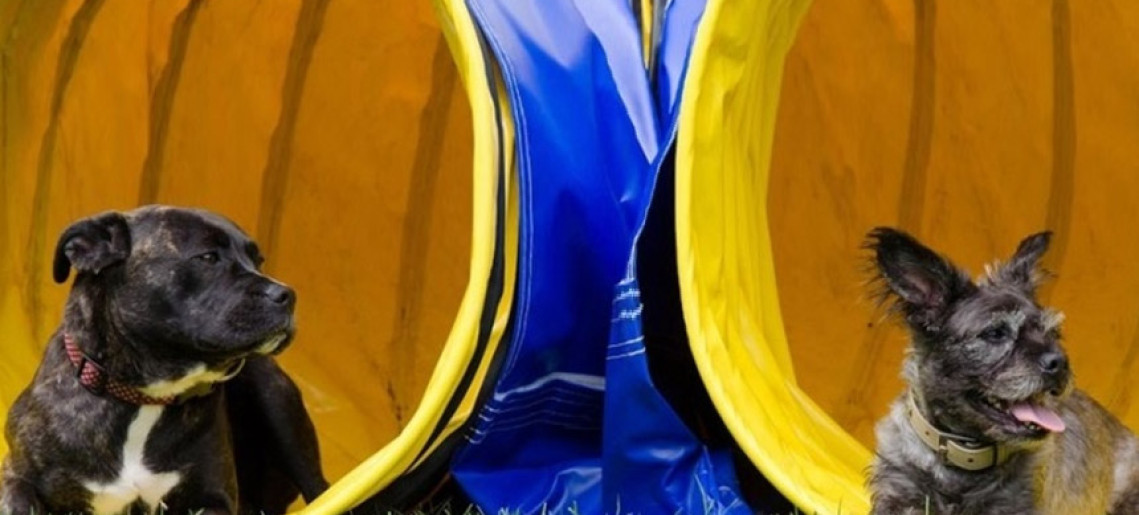 XXVI. Medivid Agility Kupa és Jubileumi XVII. ParAgility Kupa