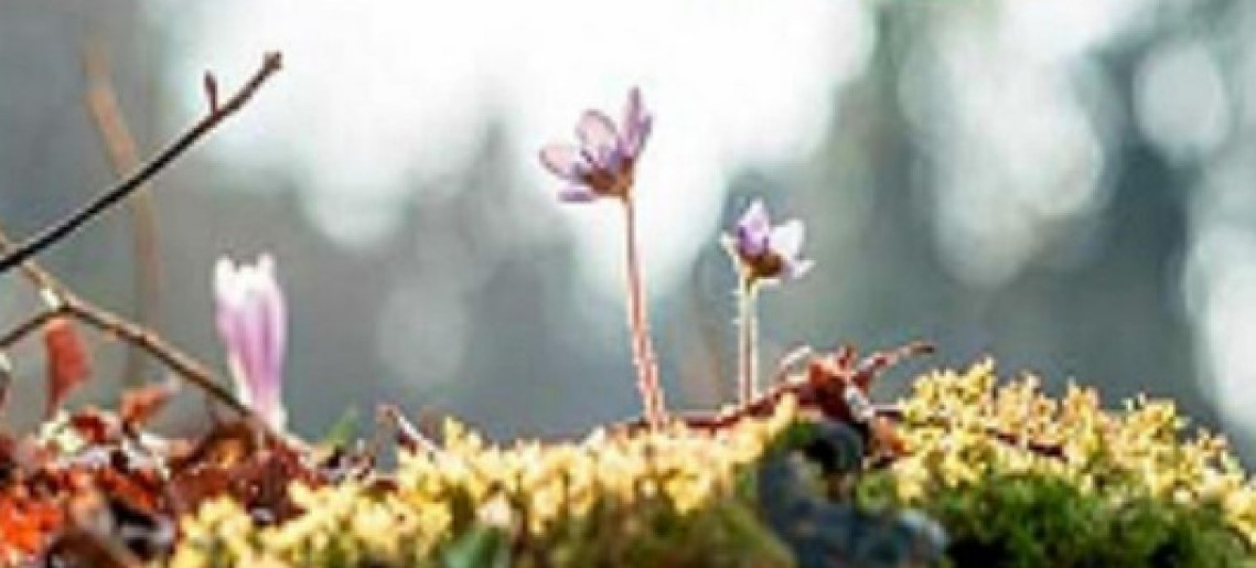 Teremtéstörténet a népi gyógyászat tükrében