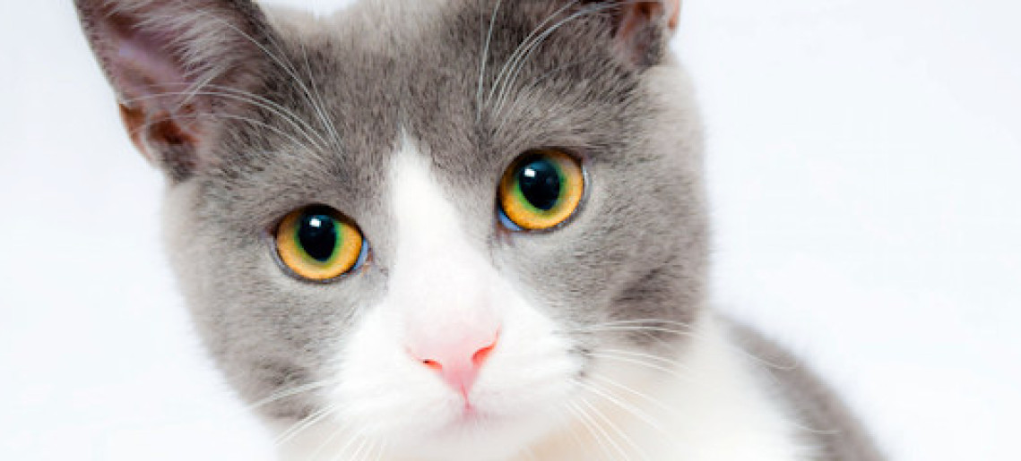 Nemzetközi Macskakiállítás