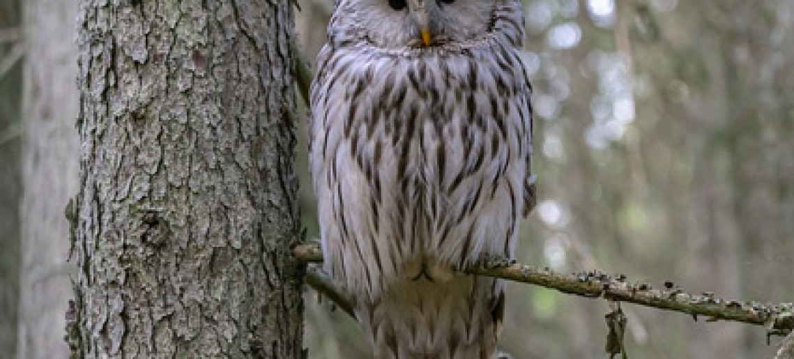 Ismerd meg a kisökörjárási erdő madárvilágát!