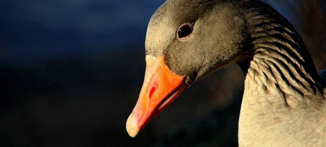 Márton-napi lampionos felvonulás