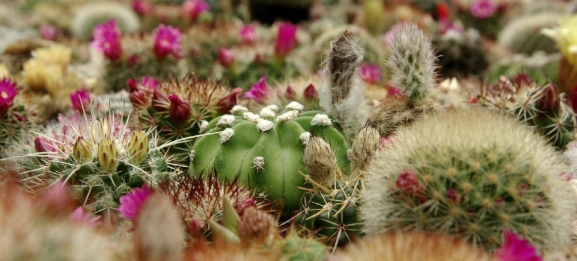 Gyulai Virágok Vasárnapja