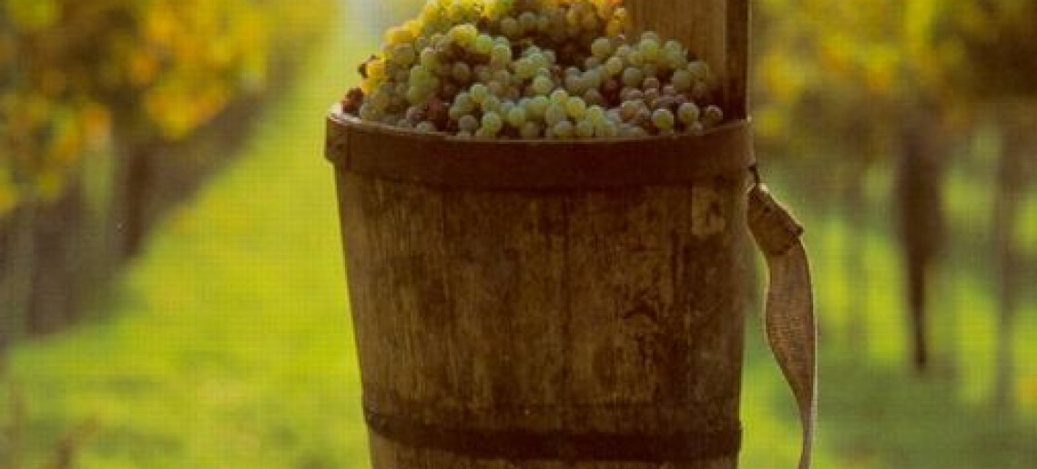 Németvárosi szüret és szüreti sváb bál