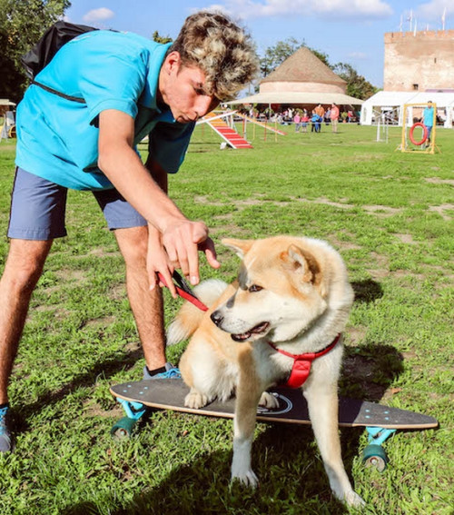 Gyula, az agility fővárosa