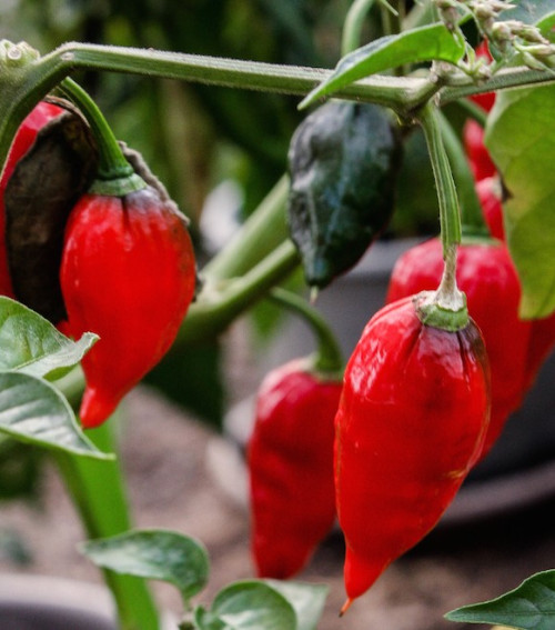 Csilikóstoló az Erkel Hotelban