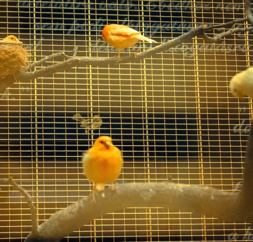 A kastély énekesmadarai