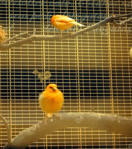 A kastély énekesmadarai