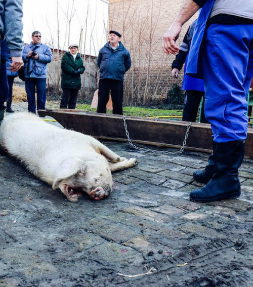 Disznótor és maszkázás