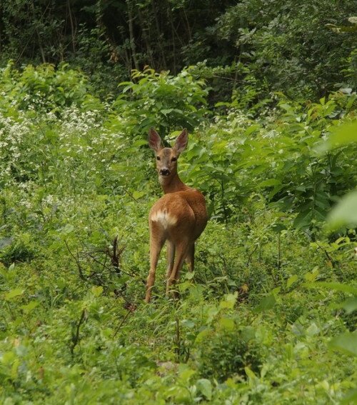 Dámvadak a városban