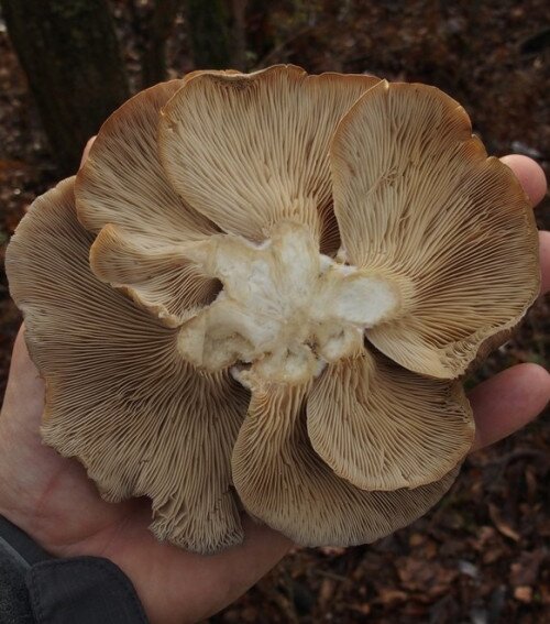 Mindent a gombákról