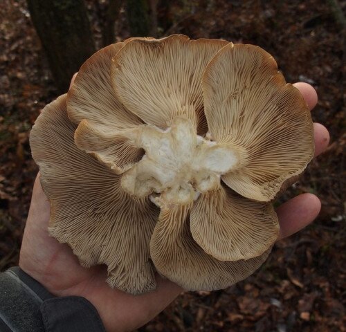 Mindent a gombákról