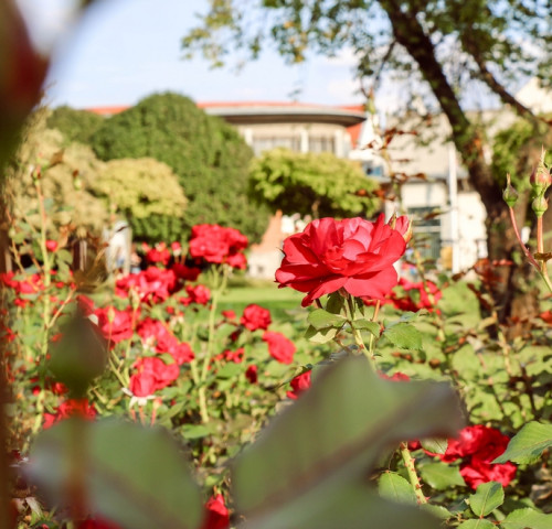 Egy szép nap Gyulán