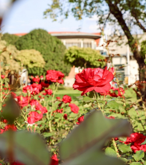 Egy szép nap Gyulán