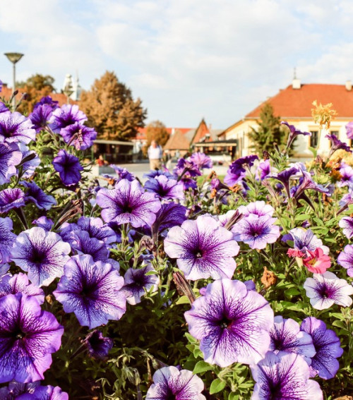 Gyula az év települése