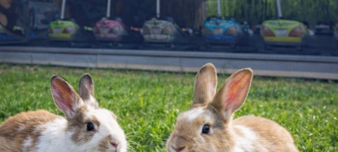 Húsvéti vidámpark a Várkertben