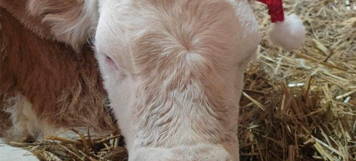 III. Sándorhegyi Kiskarácsony