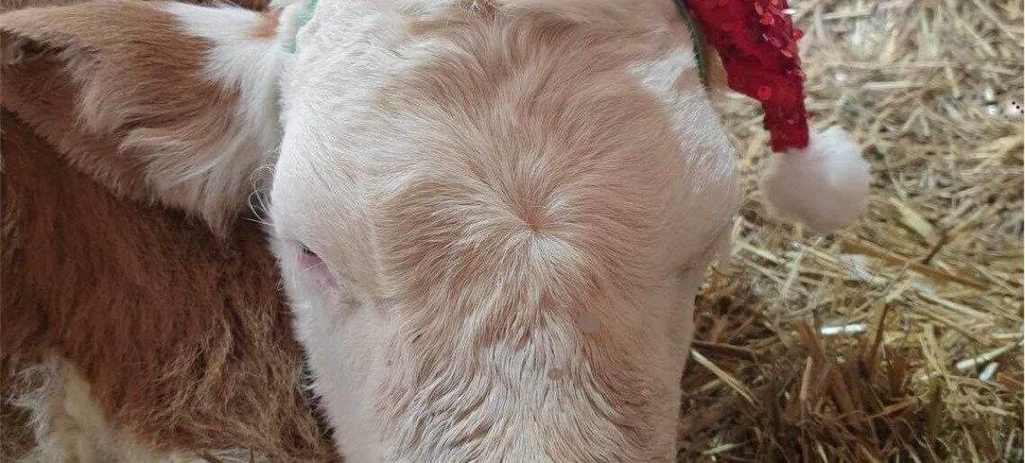 II. Sándorhegyi Kiskarácsony