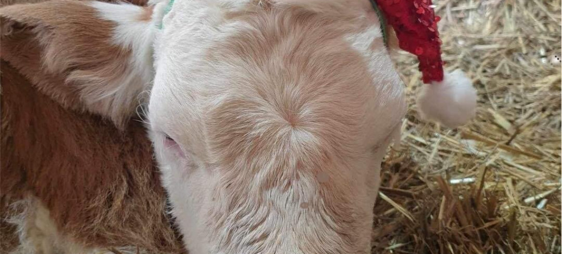 II. Sándorhegyi Kiskarácsony