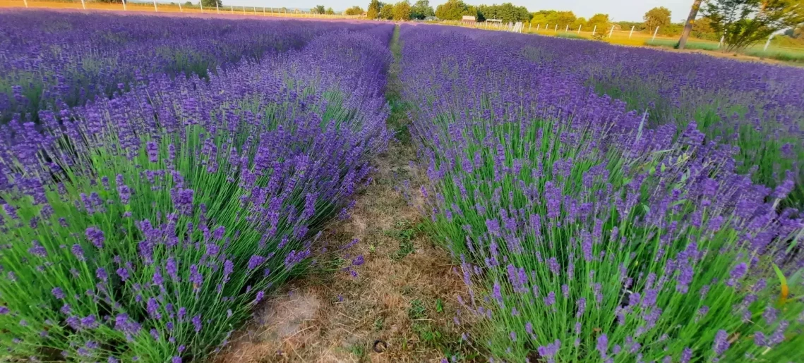 Kerekezés a Kötegyáni levendulásba