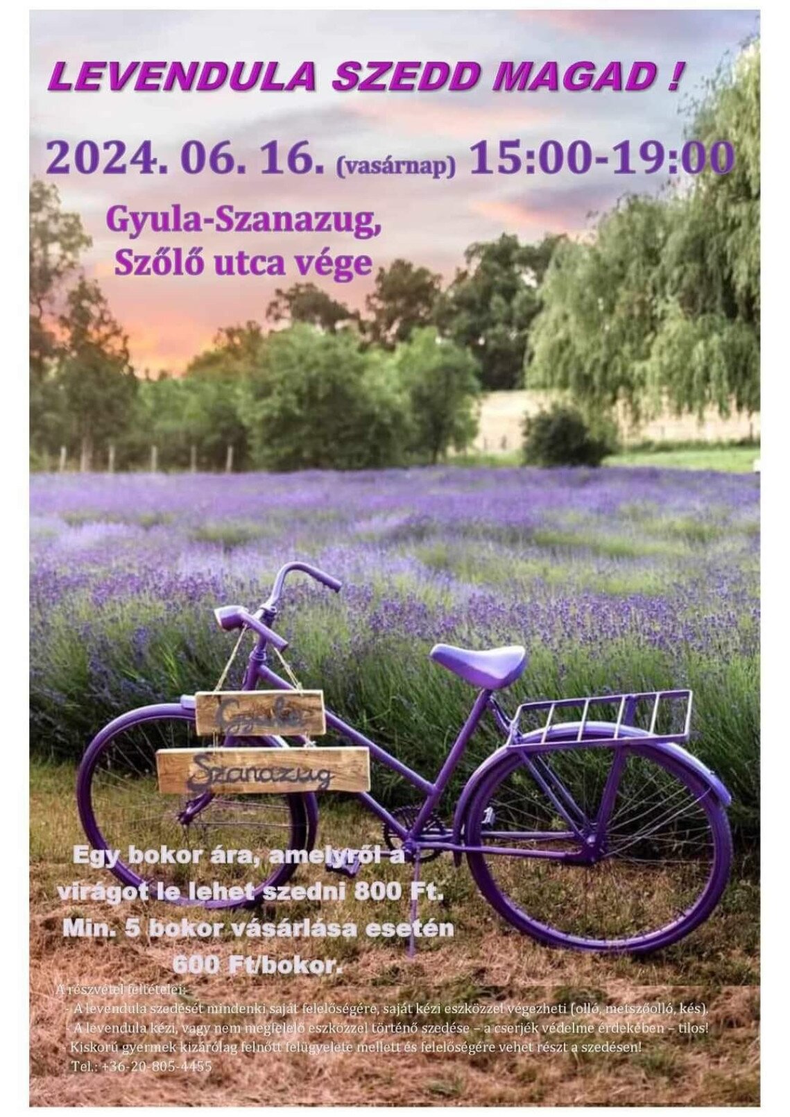 levendula szüret szanazug 24