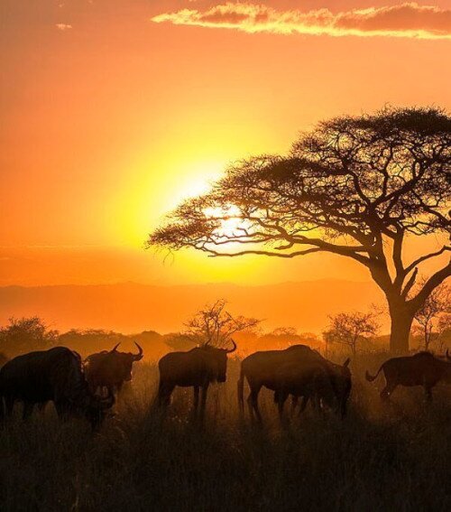 Mogyoróssy János Városi Könyvtár: Világjáró gyulaiak / Afrika