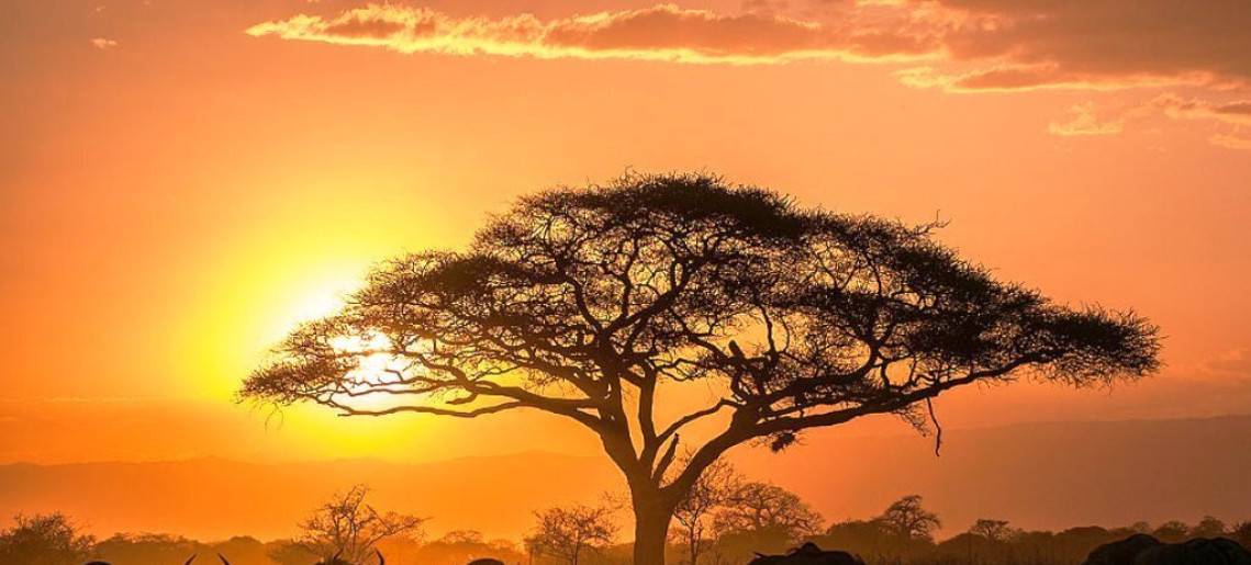 Mogyoróssy János Városi Könyvtár: Világjáró gyulaiak / Afrika