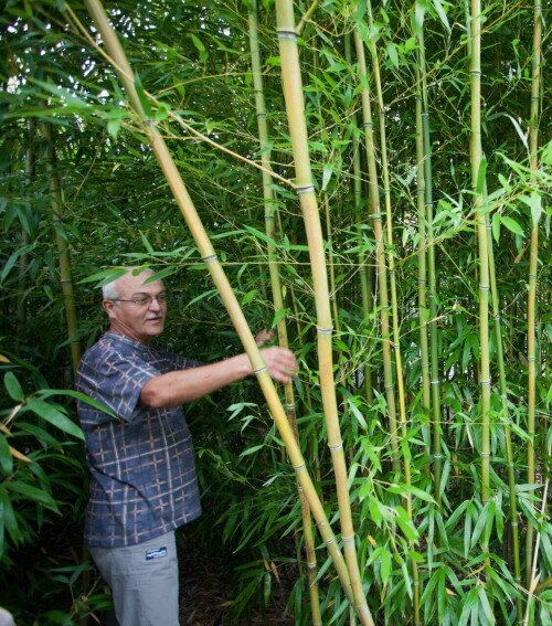 Nagy Bamboo Garden