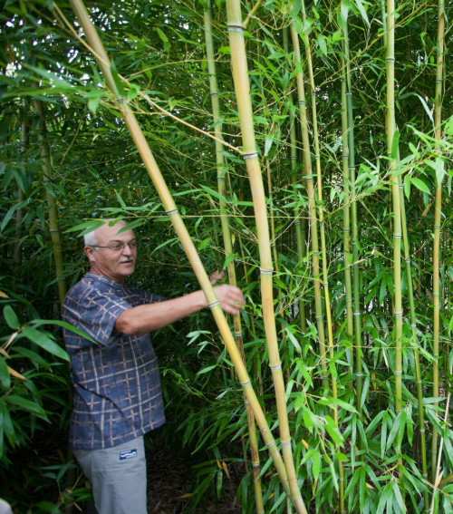Nagy Bamboo Garden