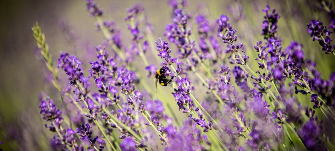 Szedd Magad Levendula Szüret