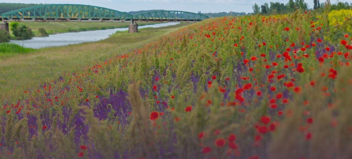 TájVízHáz: Körösök Tükrében kiállítás