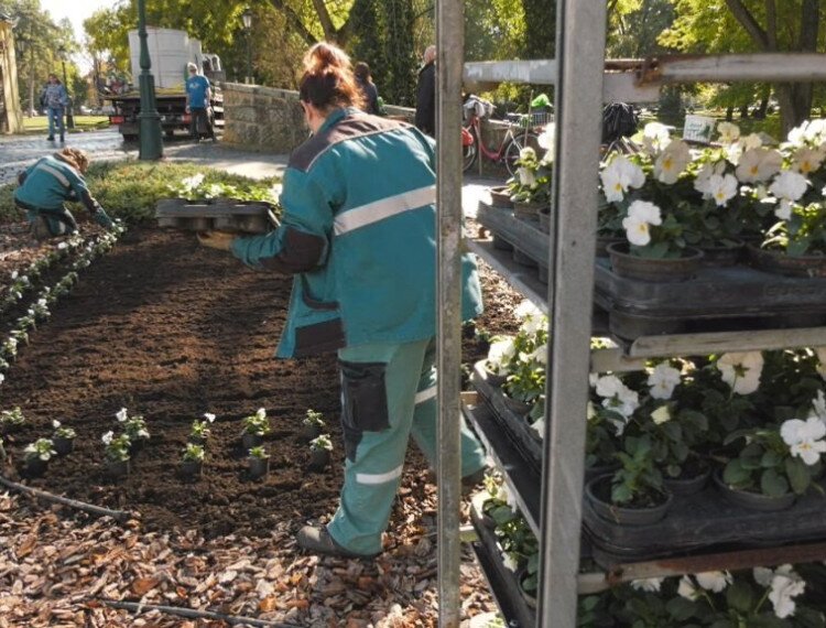 Több ezer árvácskát és tulipánhagymát ültetnek el Gyula közterületein