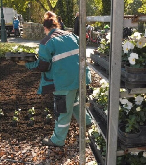 Több ezer árvácskát és tulipánhagymát ültetnek el Gyula közterületein
