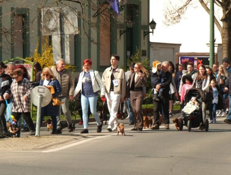 Több, mint 300 tacskó vett részt a gyulai találkozón