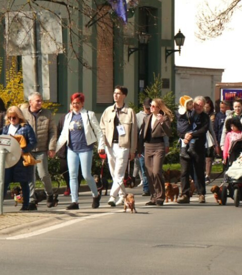 Több, mint 300 tacskó vett részt a gyulai találkozón