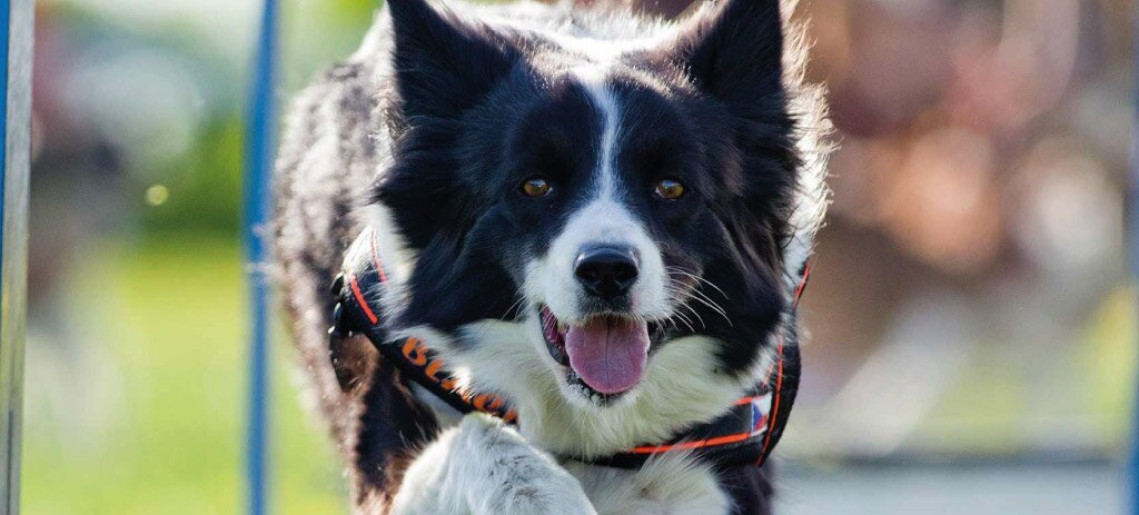 XXIX. Medivid Agility Kupa és XX. Paragility Kupa