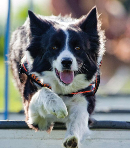 XXX. Medivid Agility Fesztivál és XXI. ParAgility Kupa