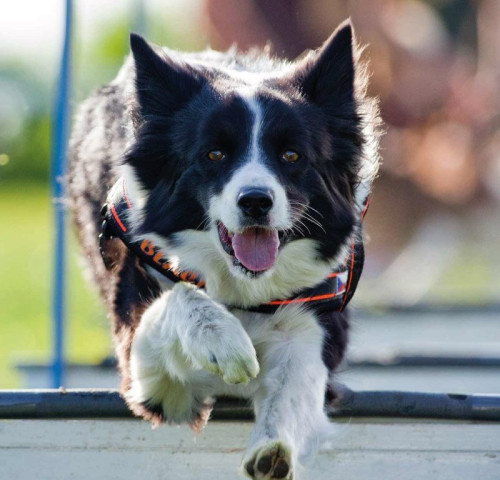 XXX. Medivid Agility Fesztivál és XXI. ParAgility Kupa